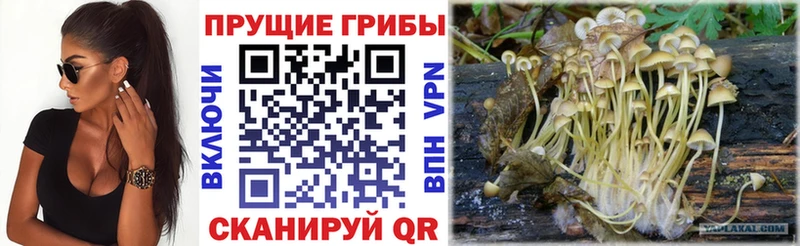 где купить Абакан Галлюциногенные грибы мухоморы